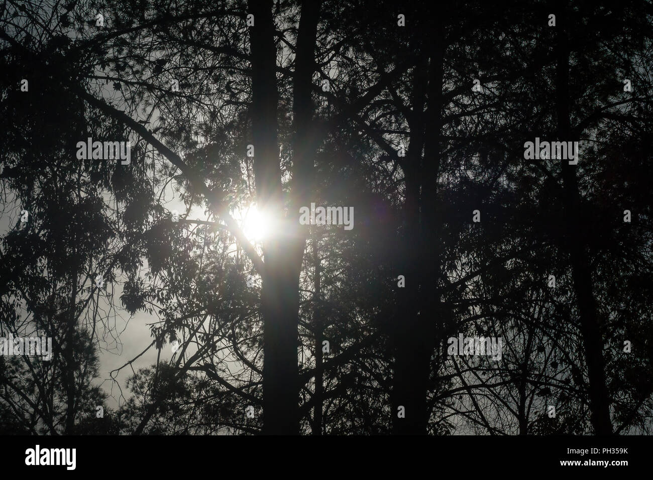 La luce del sole nella foresta Foto Stock