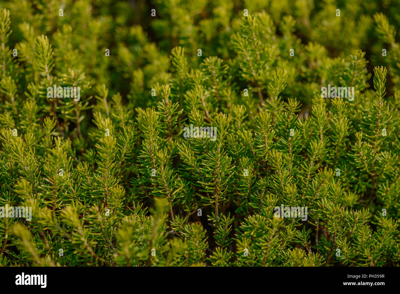 Erica vagans Valerie Proudley Foto Stock