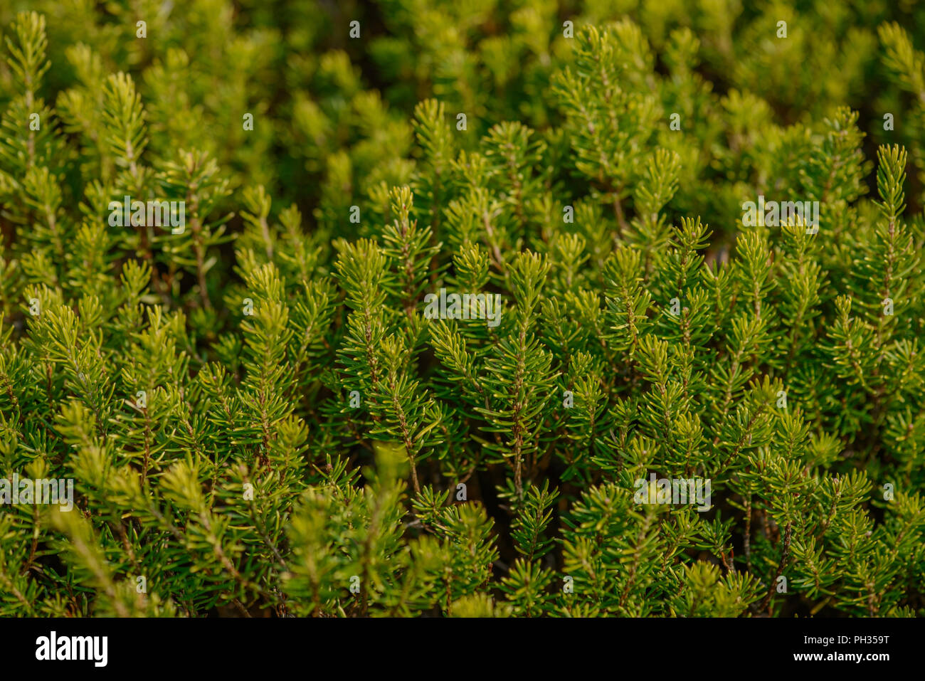 Erica vagans Valerie Proudley Foto Stock