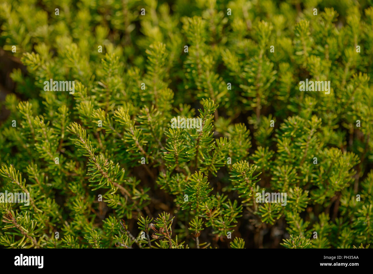 Erica vagans Valerie Proudley Foto Stock