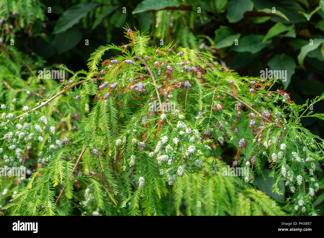 Cipresso calvo (Taxodium distichum) infestati con cipressi ramoscello gall midge (Taxodiomyia cupressiananassa) - Davie, Florida, Stati Uniti d'America Foto Stock