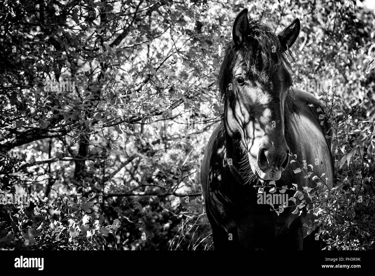 Wild Horse in una foresta (bianco e nero) Foto Stock