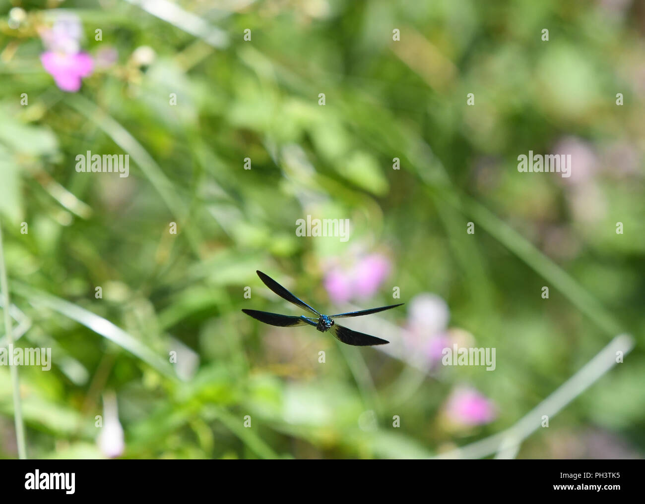 Belle demoiselle maschio in volo tra la vegetazione ripariale Foto Stock