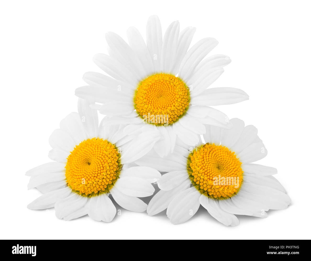 La camomilla isolati su sfondo bianco, percorso di clipping, tutta la profondità di campo Foto Stock