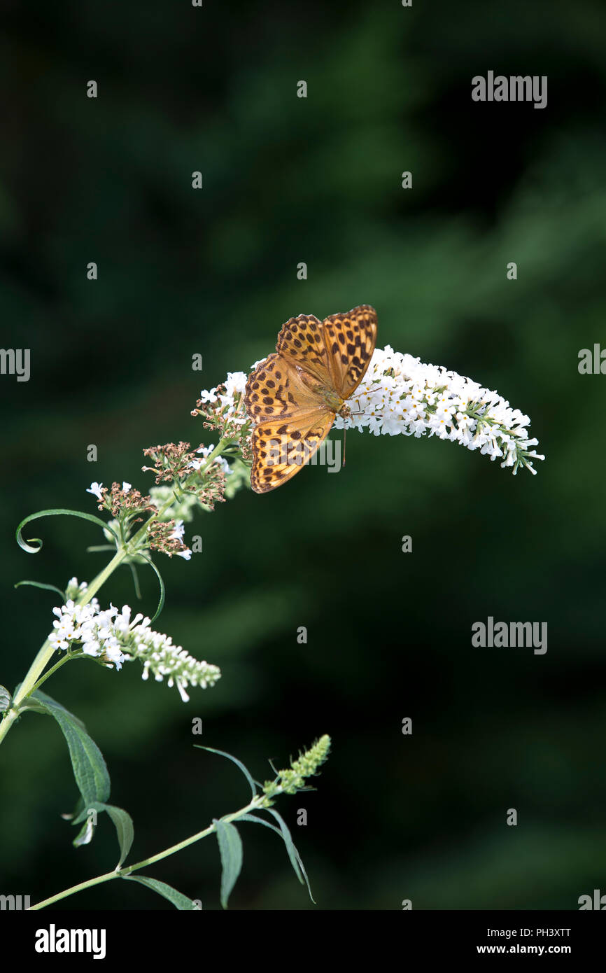 Fritillary marmorizzata butterfly (Brenthis daphne) su Buddleia fiori.in San Marziale, Varen, Tarn et Garonne, Occitanie, Francia in estate (agosto) Foto Stock