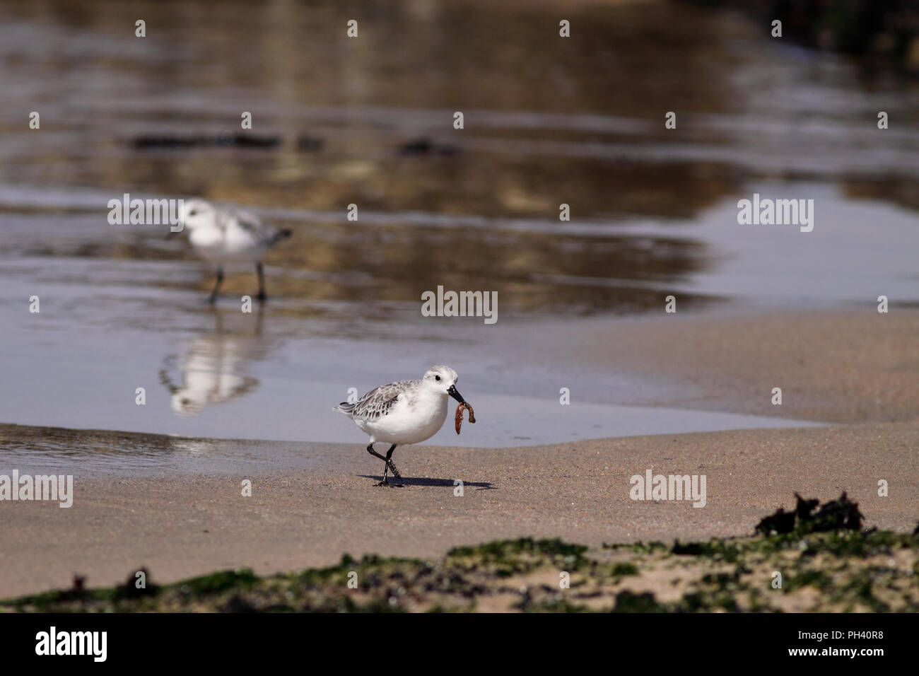 Immagine dettagliata di un uccello di mare con la vite senza fine nel becco in una spiaggia nel nord del Portogallo Foto Stock