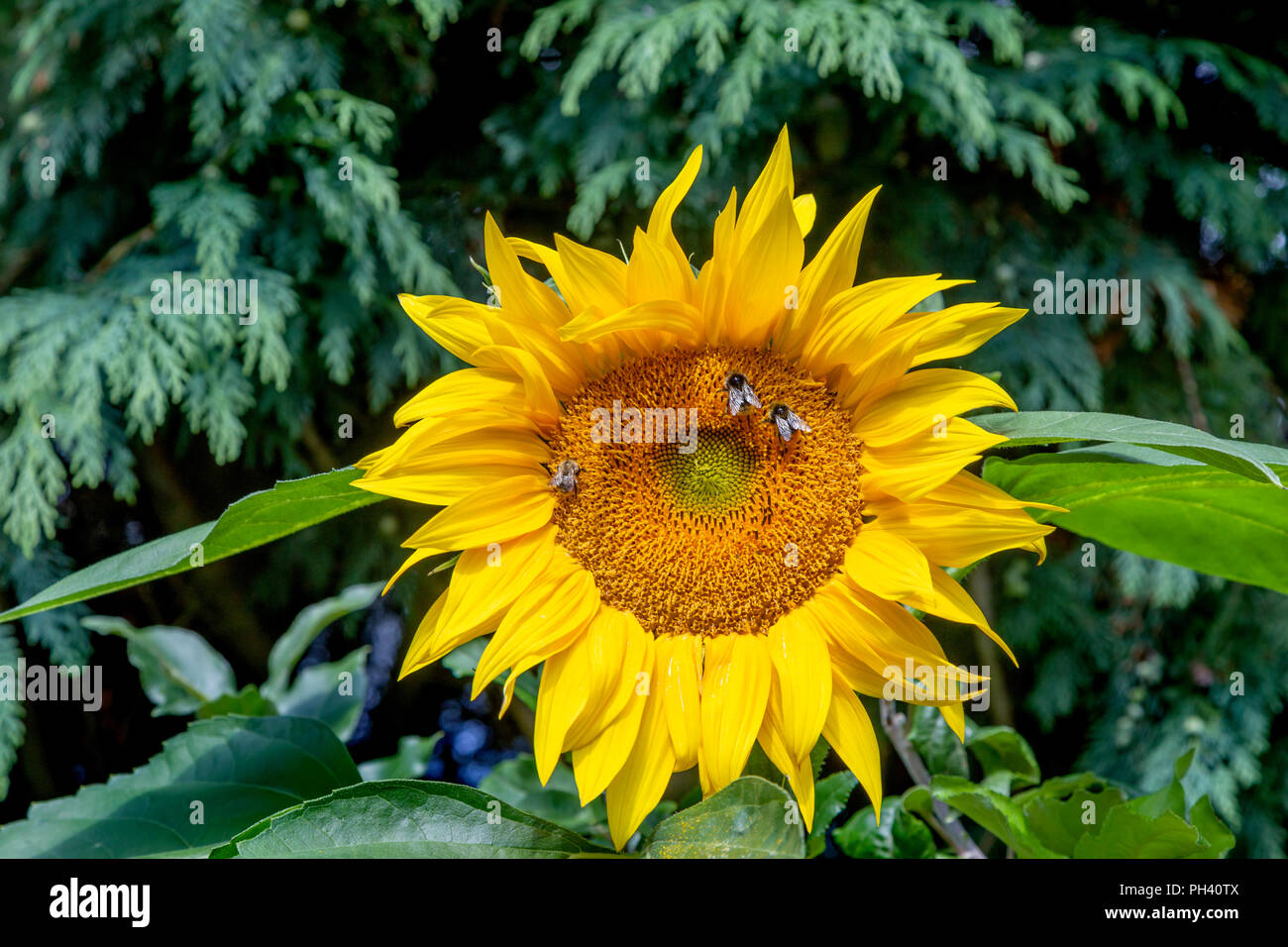 Ape su un girasole Foto Stock