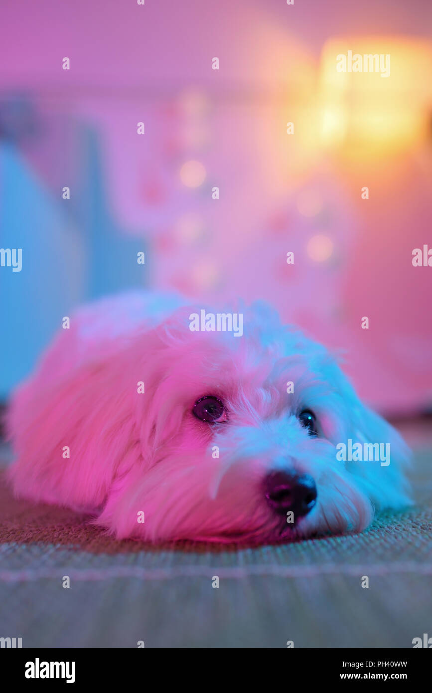 White Cucciolo Di Cane Maltese Seduti A Casa Su Un Tappeto Foto