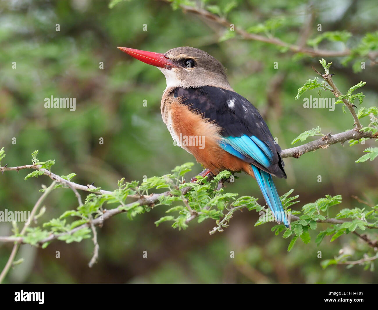 Castagne e panciuto kingfisher, Todiramphus farquhari, singolo uccello sul ramo, Uganda, Agosto 2018 Foto Stock