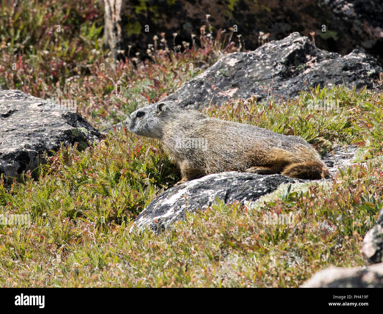 Ventre giallo marmotta, Marmota flaviventris, Beartooth Scenic Highway, Wyoming USA Foto Stock
