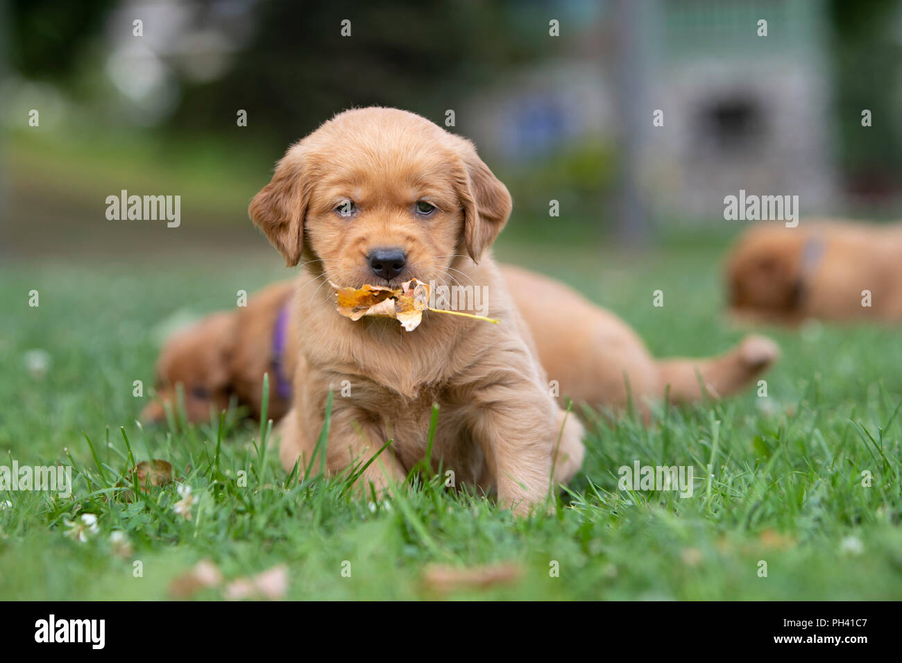 Golden Retriever cucciolo tenendo una foglia nella sua bocca. Foto Stock