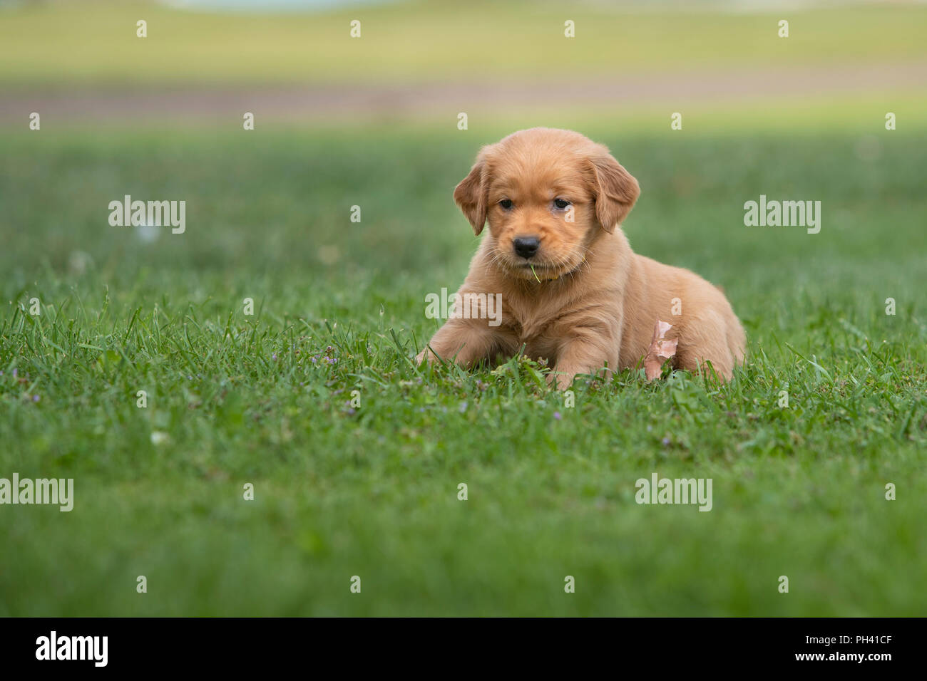 Golden Retriever cucciolo solo appoggio nell'erba. Foto Stock