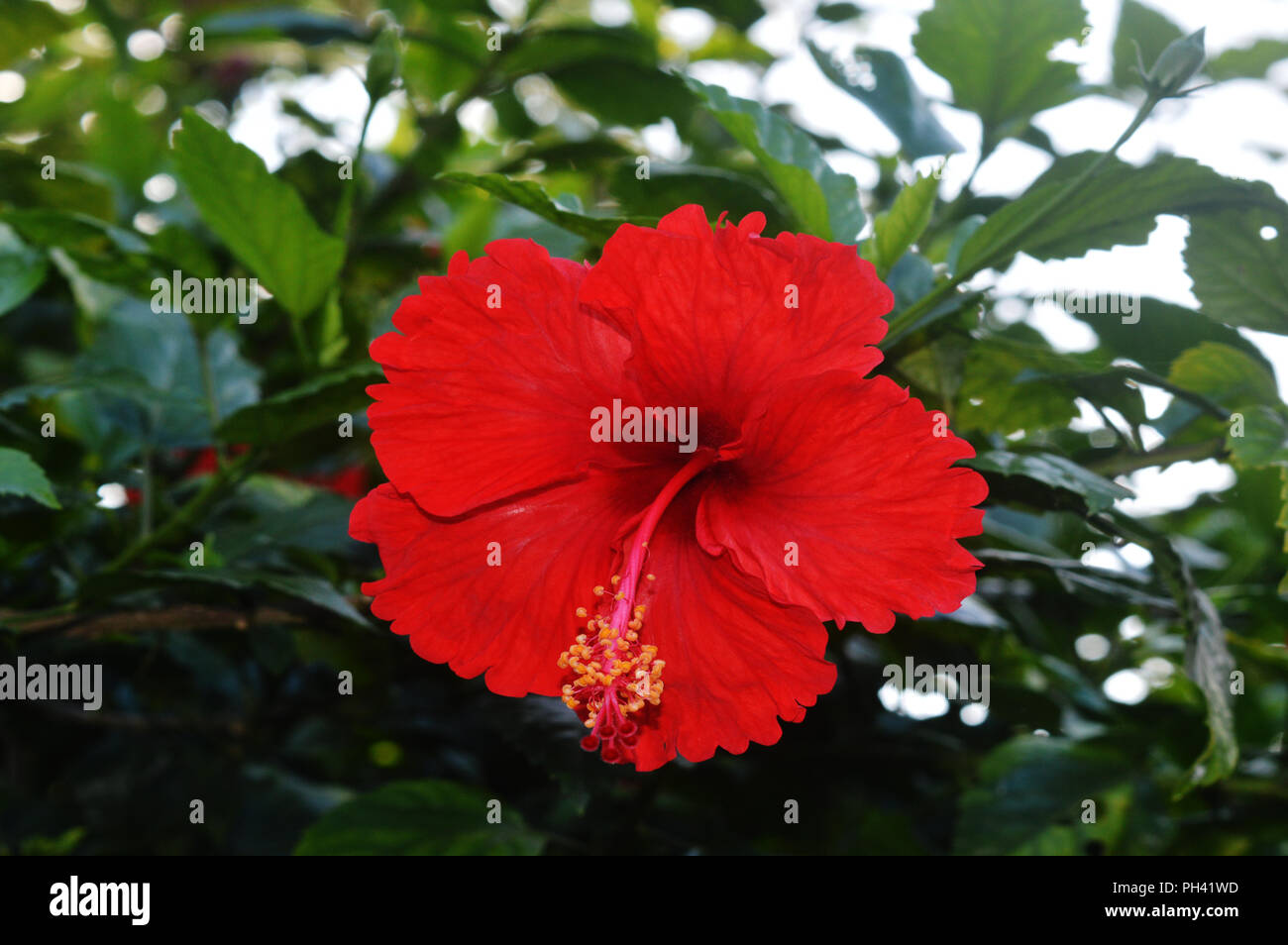Joba rosso fiore Foto Stock