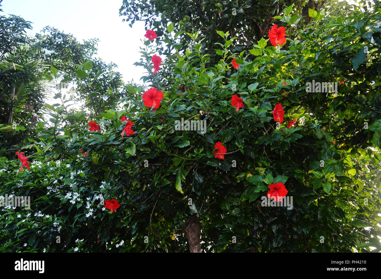 Joba rosso fiore Foto Stock