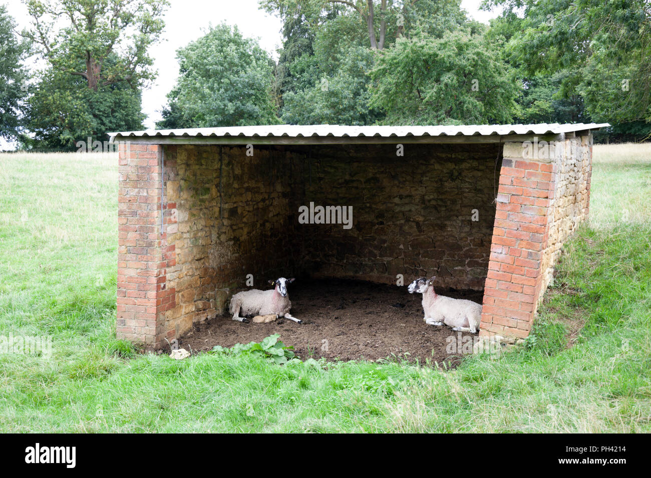 CHIPPING CAMPDEN, Cotswolds, GLOUCESTERSHIRE, Inghilterra - 27 agosto 2018: due pecore rifugiandosi nella sparso su nuvoloso giorno Foto Stock