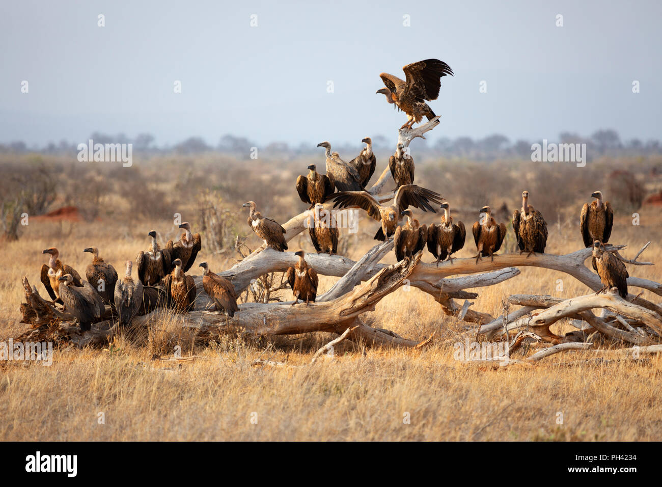 Parco nazionale orientale di tsavo, Kenya, Africa - un comitato o un gregge di avvoltoi appollaiato su un albero morto il ramo nel tardo pomeriggio sun Foto Stock