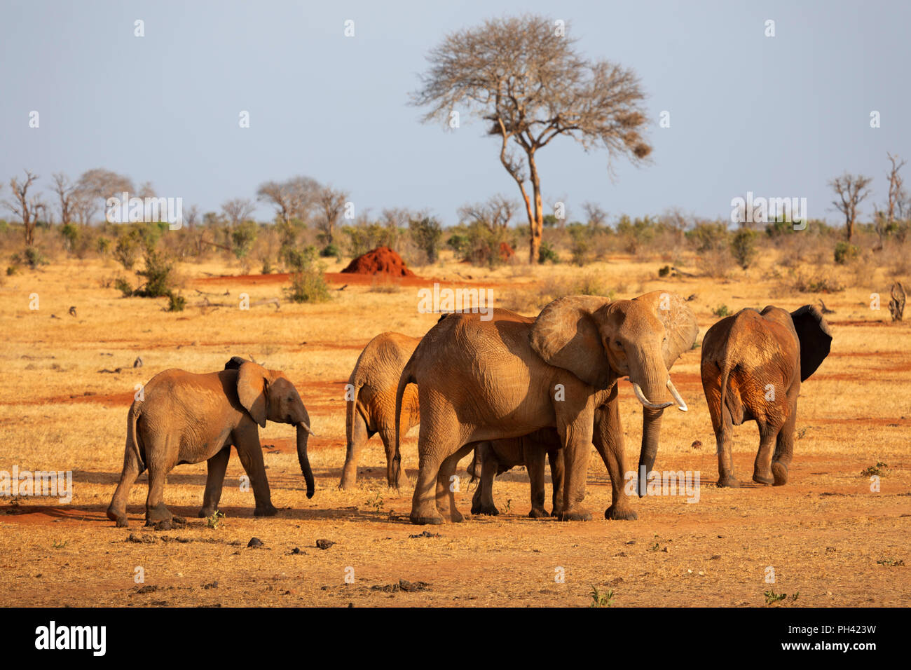 Parco nazionale orientale di tsavo, Kenya, Africa - un branco di elefanti africani e del polpaccio camminare attraverso la savana secca con acacia in sera la luce solare Foto Stock