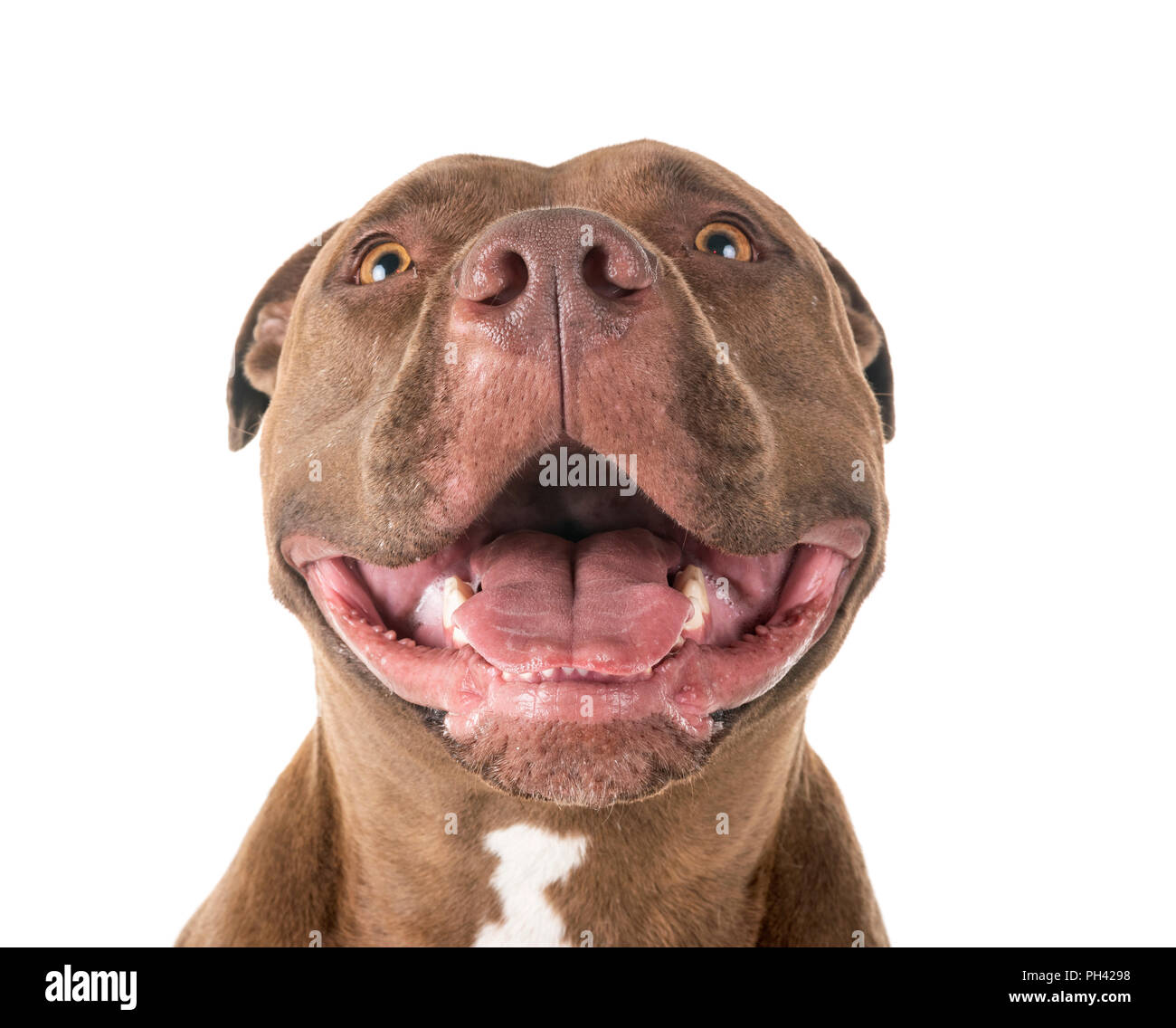 Pitbull Red Nose davanti a uno sfondo bianco Foto Stock