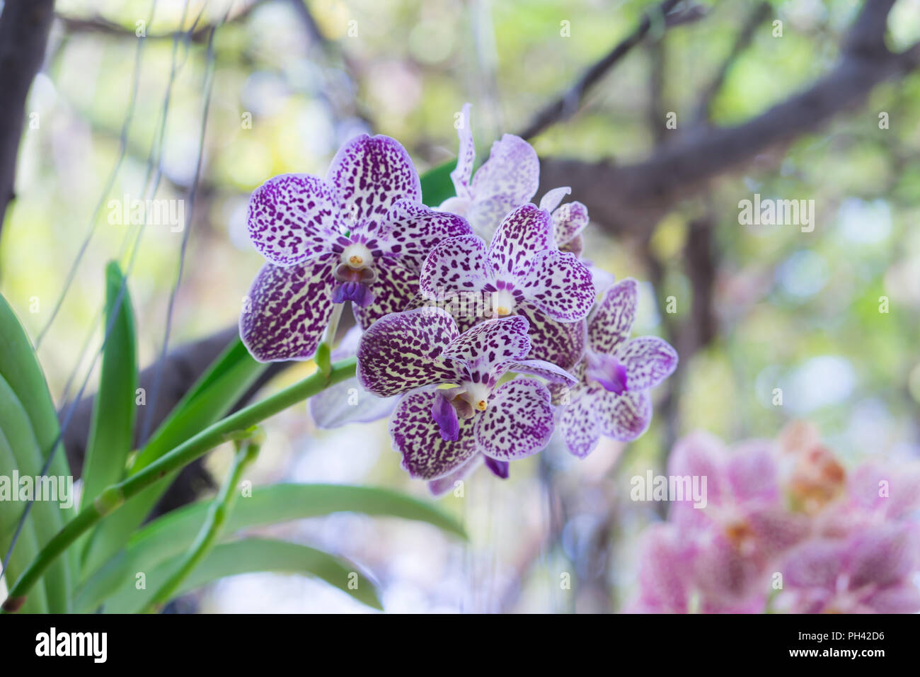 Bellissimi fiori di orchidea su sfondo bokeh, pattern orchid immagine, Foto Stock