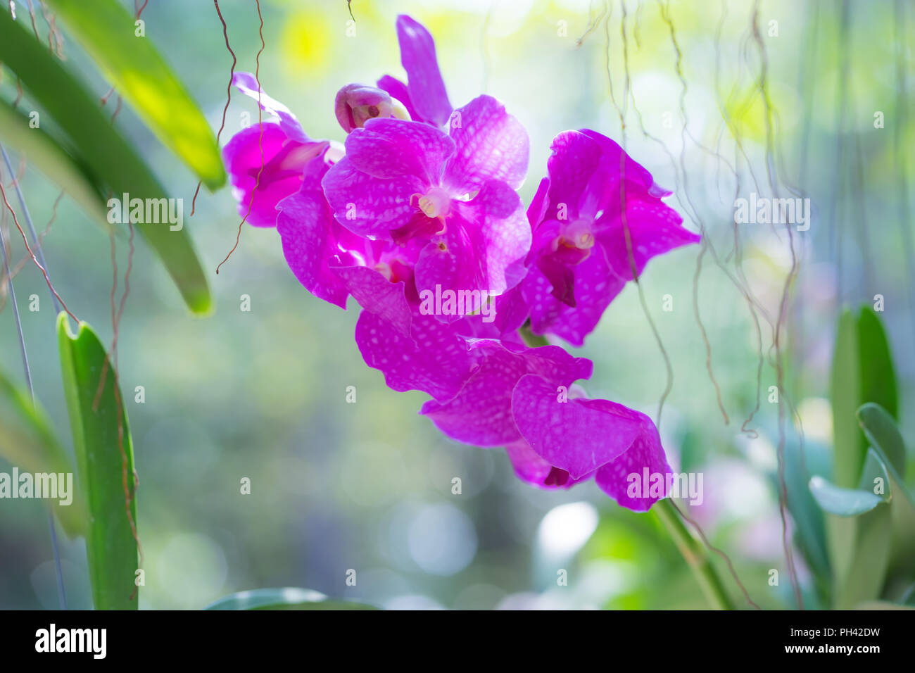 Bellissimi fiori di orchidea su sfondo bokeh, pattern orchid immagine, Foto Stock