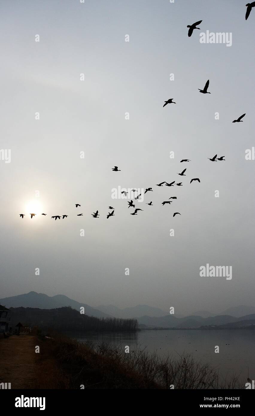 Bello volare di una mandria di uccelli migratori nel serbatoio Junam, Corea Foto Stock