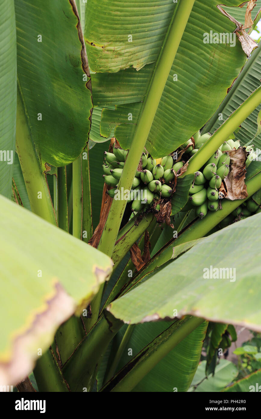 Le banane che cresce su un albero a Eden Project, Cornwall, Regno Unito Foto Stock