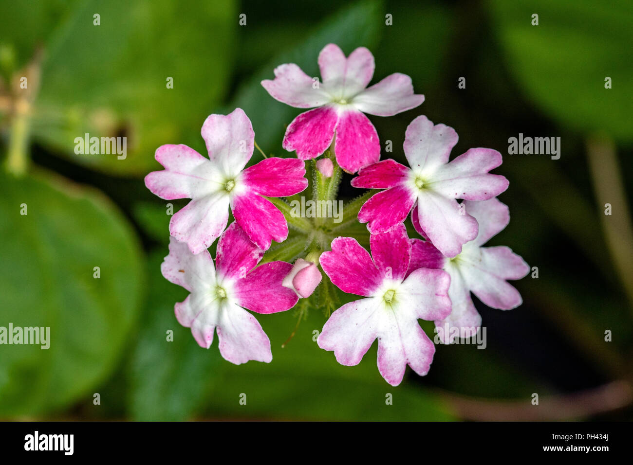 Serie Twister Verbena (Verben x hybrida 'rosa') - North Carolina Arboretum, Asheville, North Carolina, STATI UNITI D'AMERICA Foto Stock