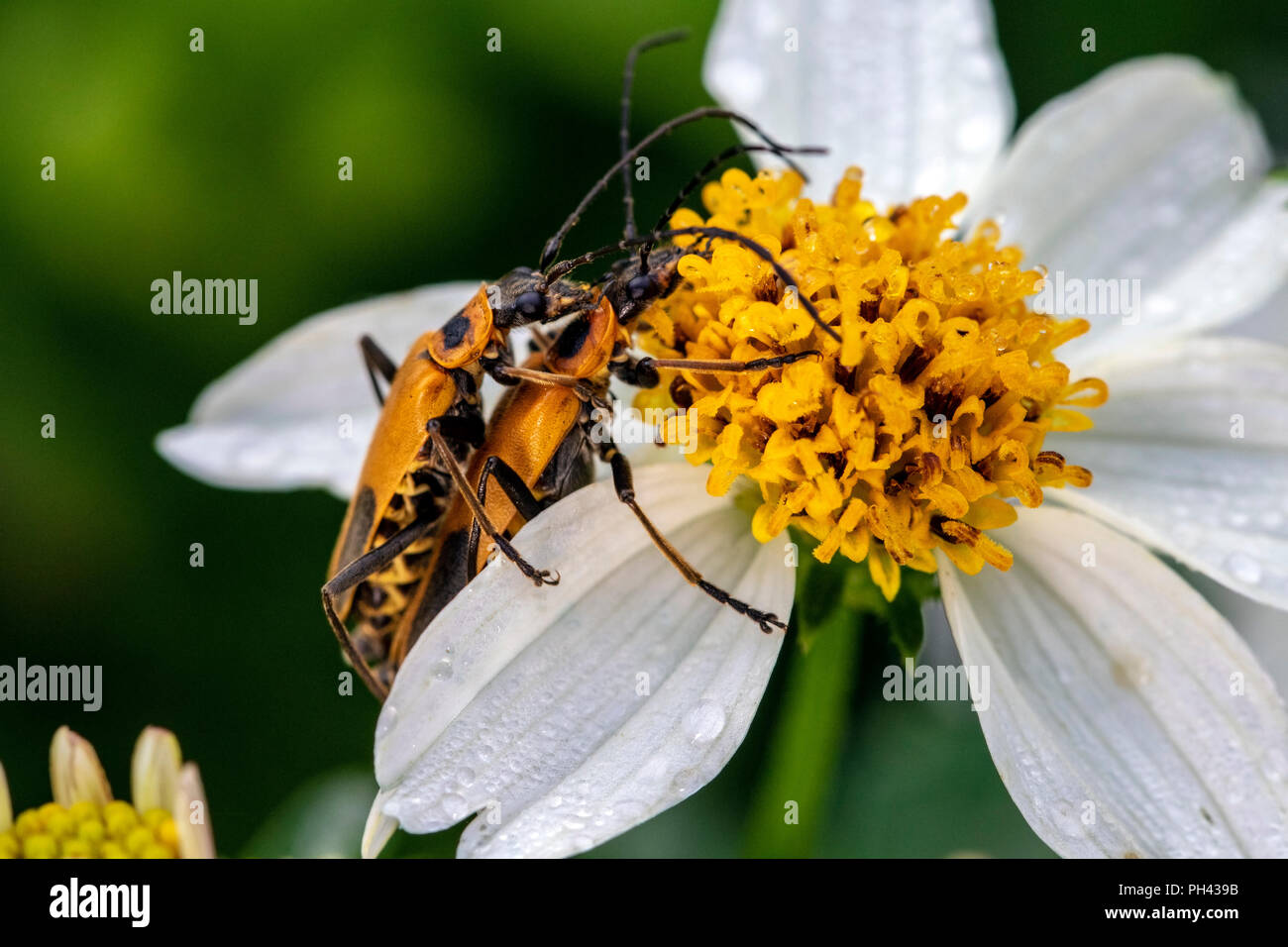 Soldato oro coleotteri o Pennsylvania leatherwing coleotteri coniugata (Chauliognathus pensylvanicus) - North Carolina Arboretum di Asheville North Carol Foto Stock