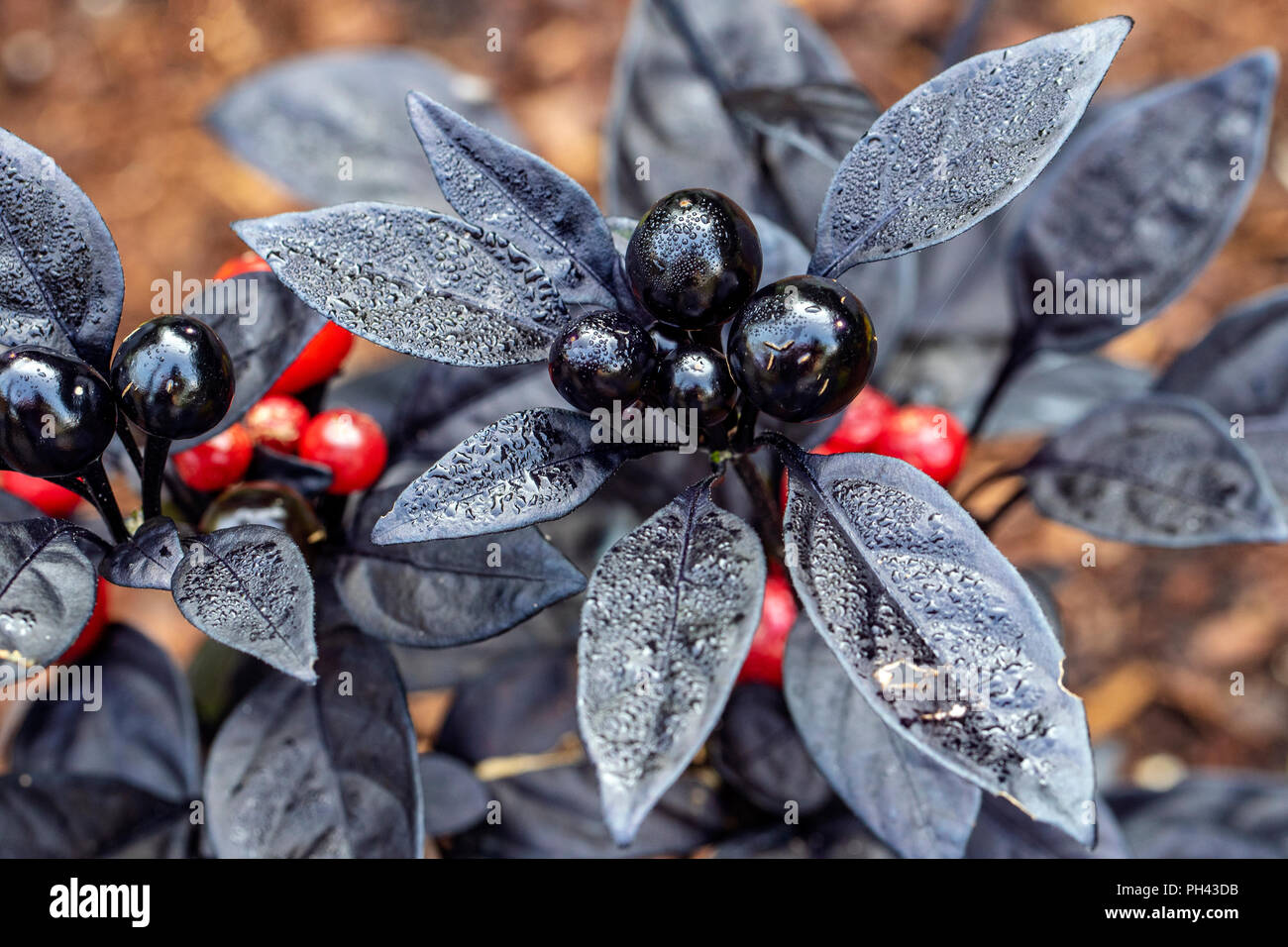 Black Pearl Pepe ornamentali (Capsicum annuum ''Perla nera') - North Carolina Arboretum, Asheville, North Carolina, STATI UNITI D'AMERICA Foto Stock