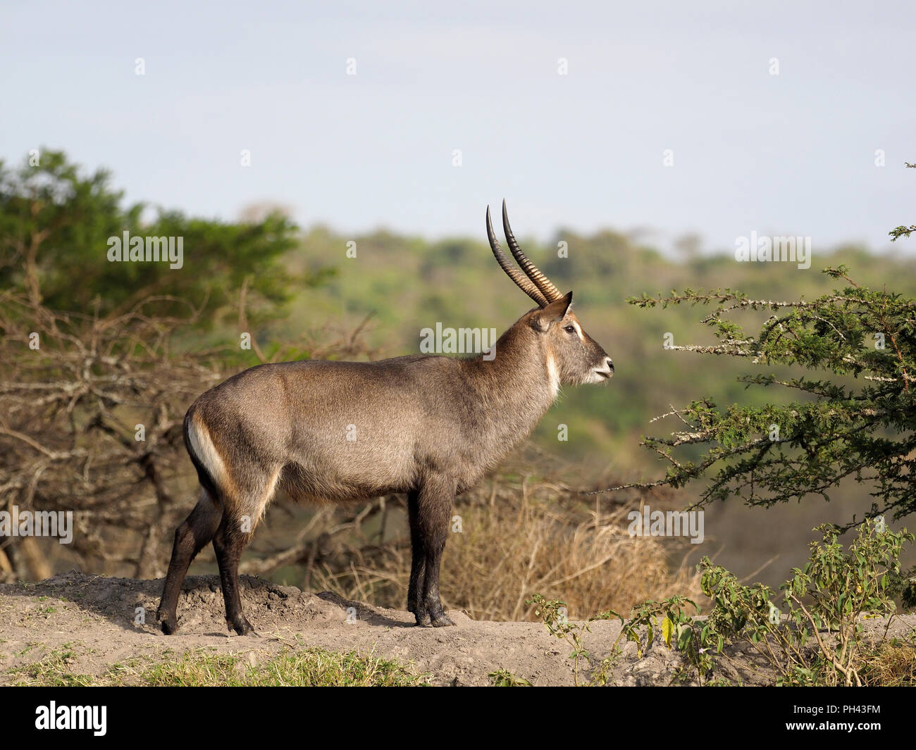 Defassa waterbuck, Kobus ellipsiprymnus defassa, Singolo maschio, Uganda, Agosto 2018 Foto Stock