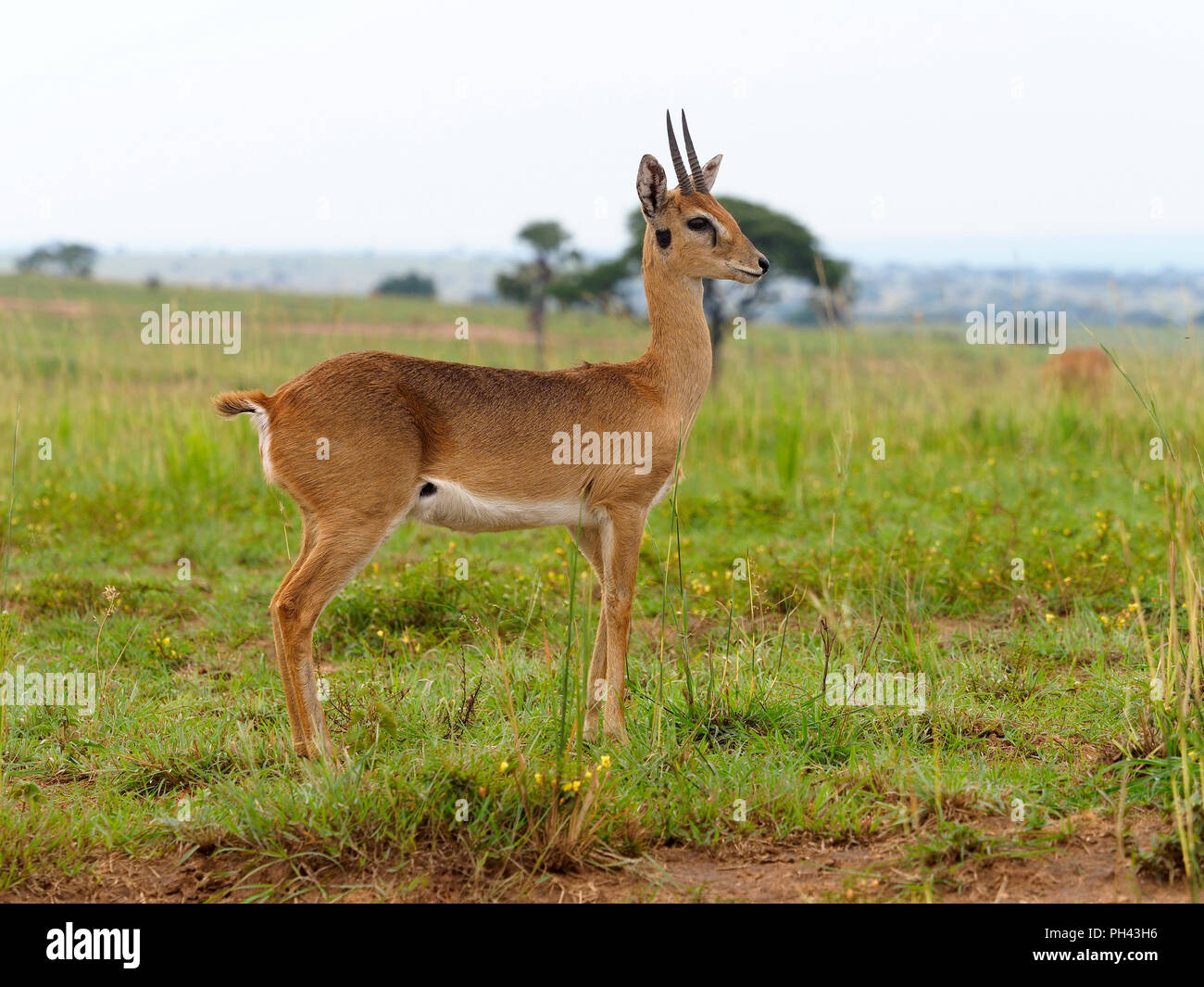 Oriba, Ourebia ourebi, unico mammifero su erba, Uganda, Agosto 2018 Foto Stock