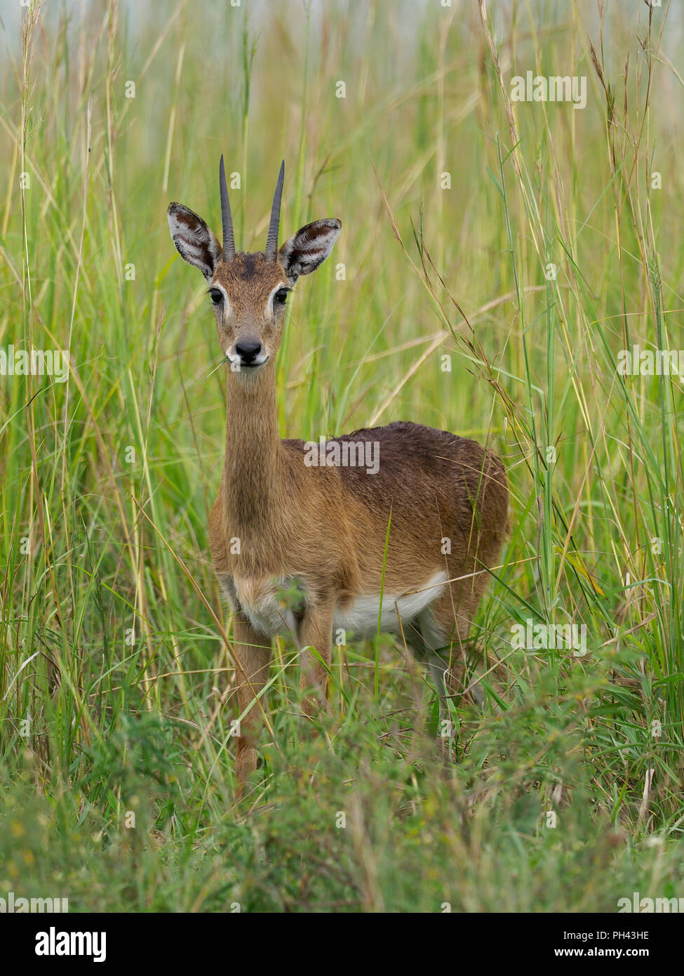 Oriba, Ourebia ourebi, unico mammifero su erba, Uganda, Agosto 2018 Foto Stock