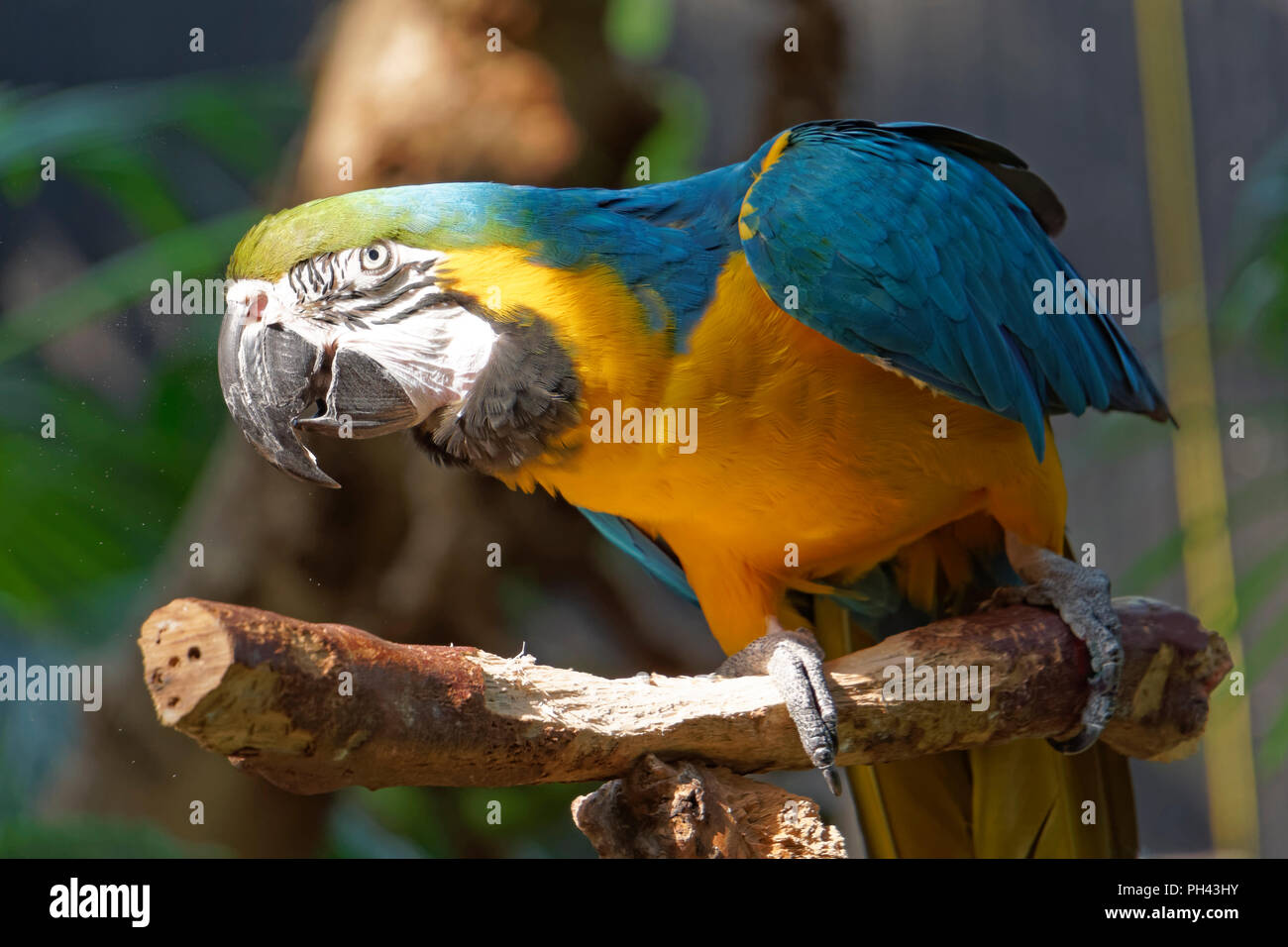 Close-up di una coppia di blu e oro macaw o blu e giallo macaw su un pesce persico, Bloedel Conservatory, Vancouver, BC, Canada Foto Stock