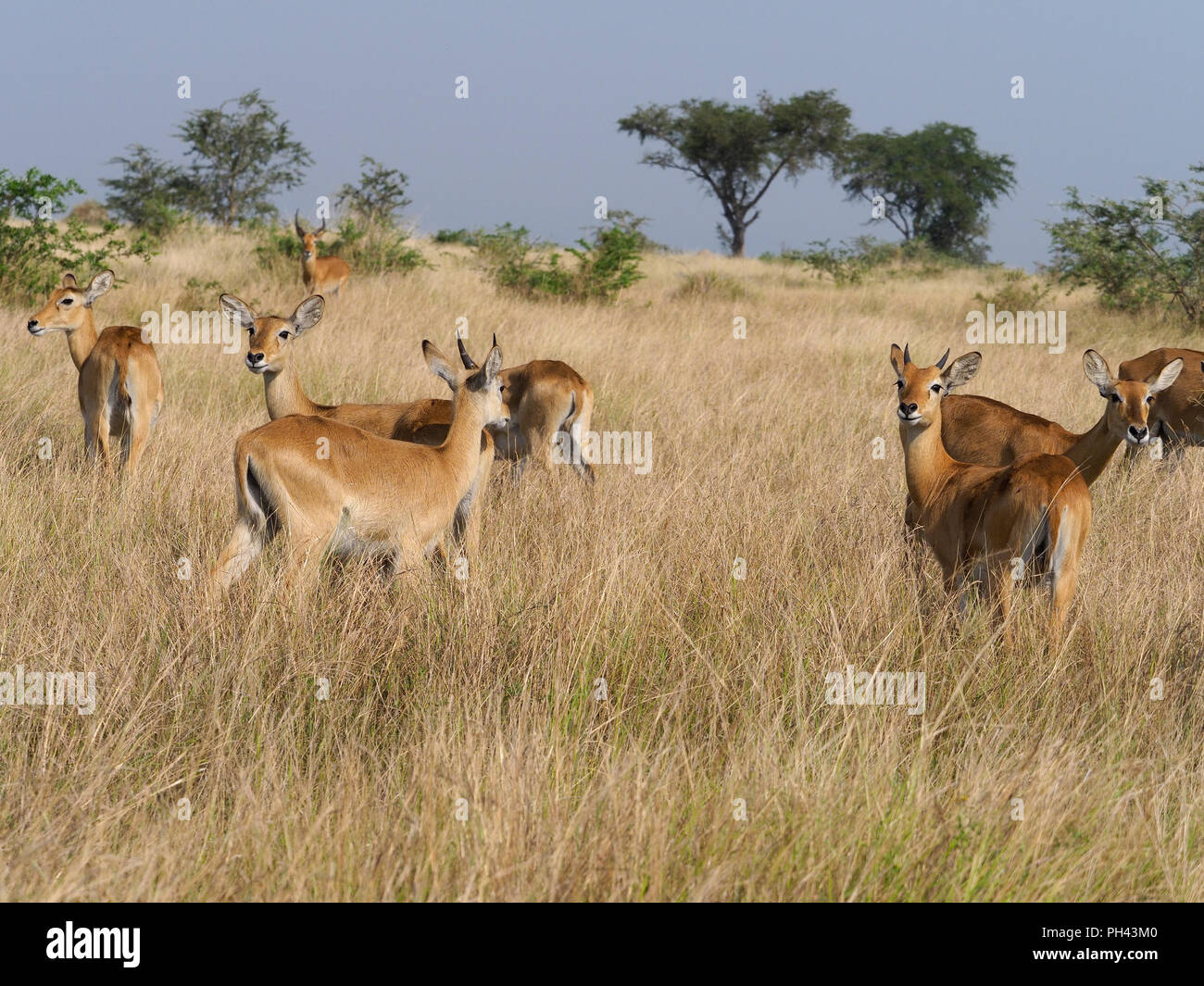 Uganda kob, Kobus kob thomasi, gruppo di erba, Uganda, Agosto 2018 Foto Stock