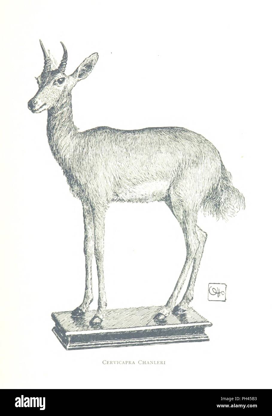 Immagine dalla pagina 453 di 'attraverso la giungla e deserto. Viaggi in Africa Orientale . Con illustrazioni da fotografie dall'autore e mappe. [Con un ritratto.]' . Foto Stock