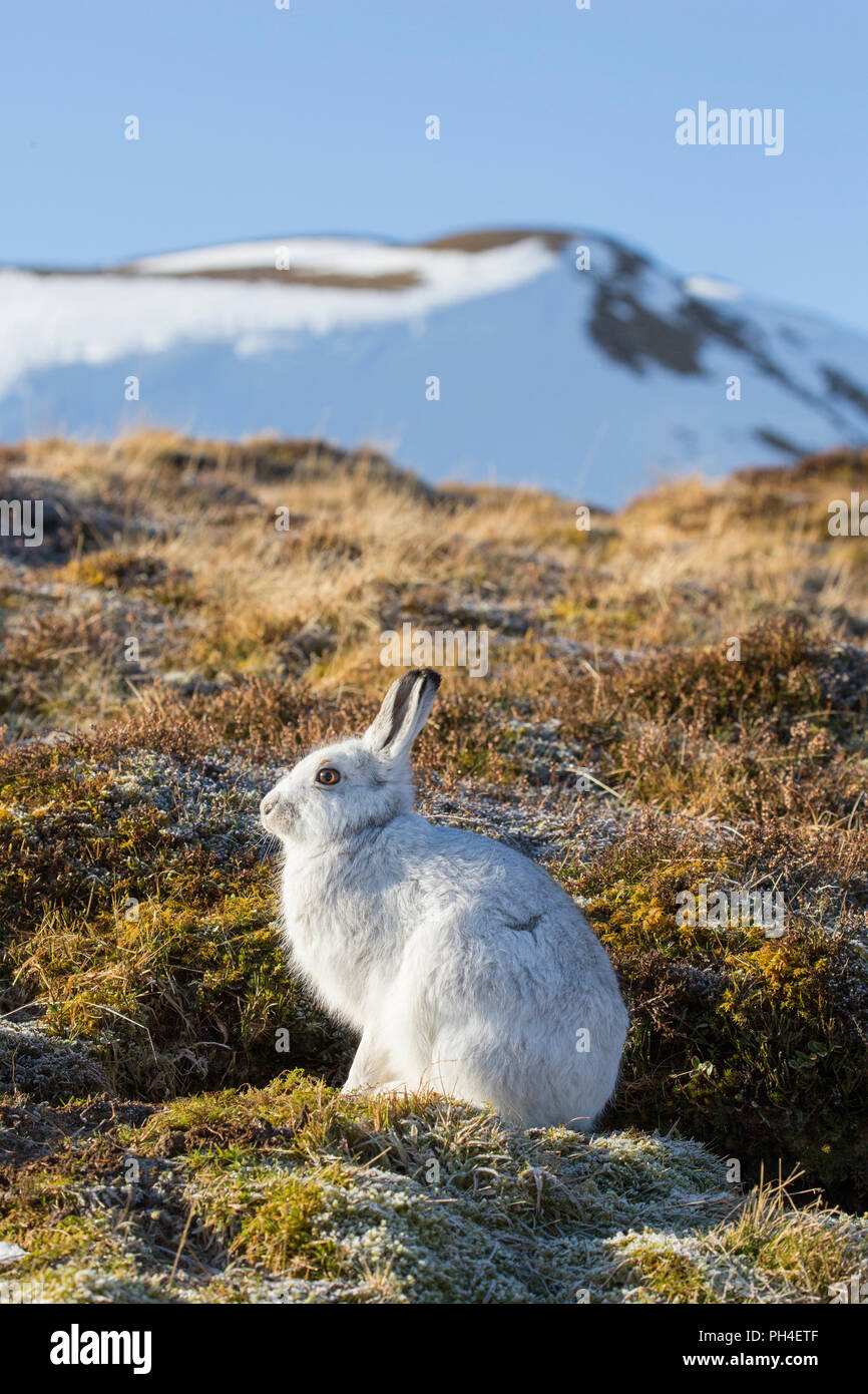 Mountain lepre (Lepus timidus). Adulti in bianco cappotto invernale (pelage) in habitat. Cairngorms National Park, Scozia Foto Stock