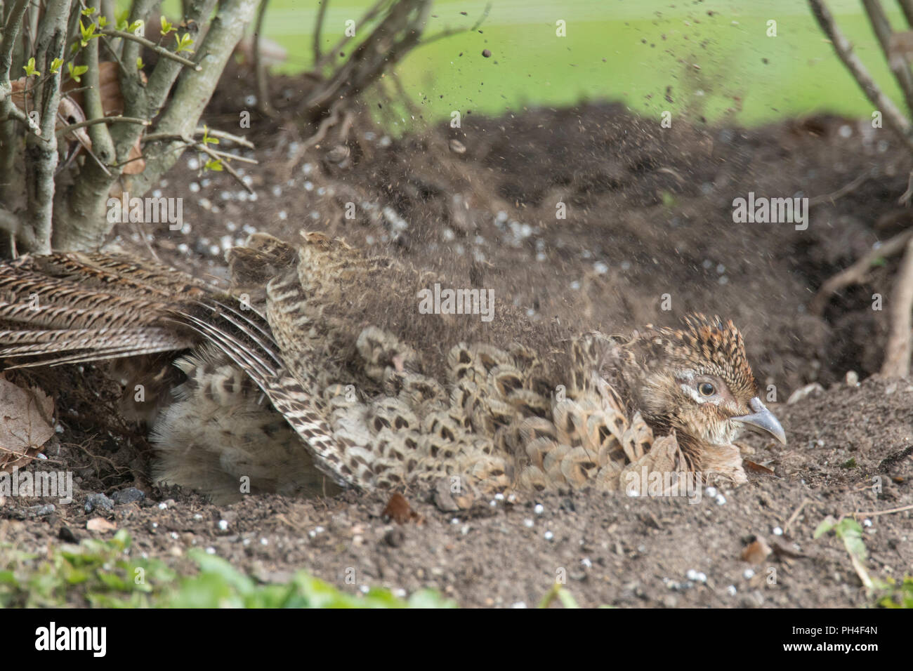 Il fagiano, fagiano comune, anello colli (Fagiano Phasianus colchicus), polvere di gallina la balneazione. Germania Foto Stock