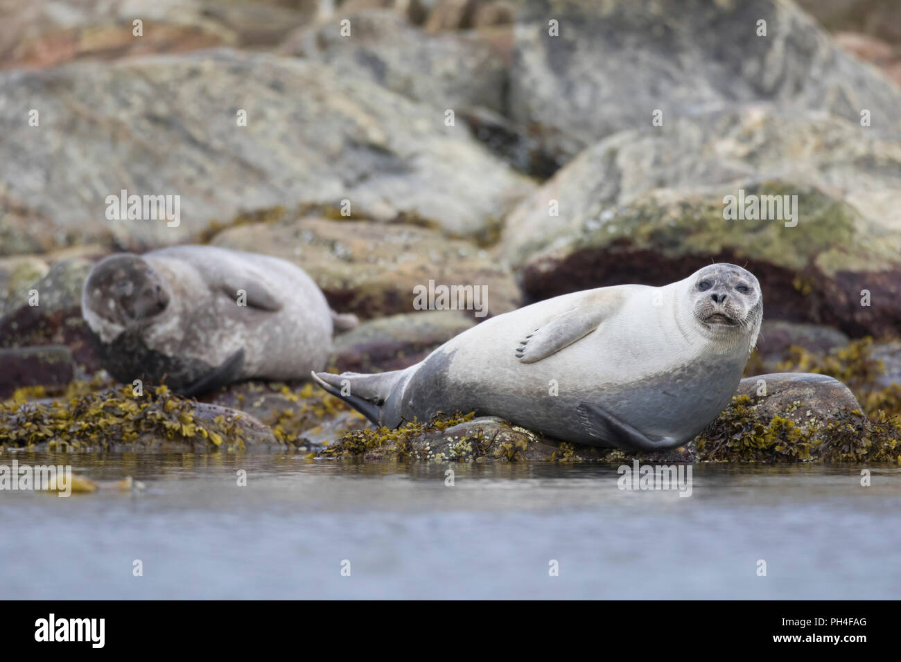 Guarnizione di tenuta del porto (Phoca vitulina). Due adulti in appoggio sulle rocce a riva. Svalbard, Norvegia Foto Stock