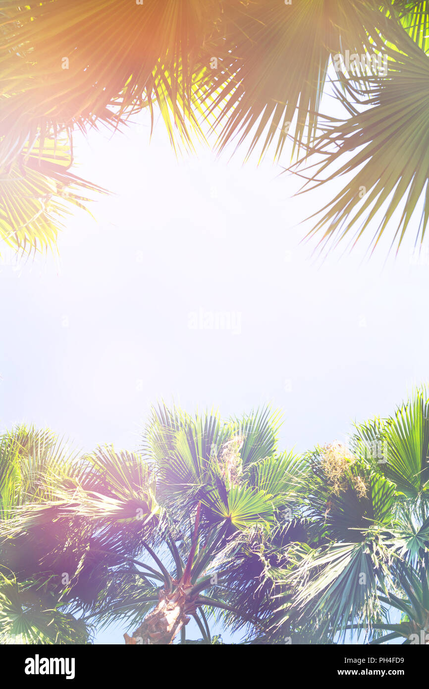 Alberi di Palma contro il cielo blu. Sfondo tropicale, vintage tonica e stilizzato. Foto Stock