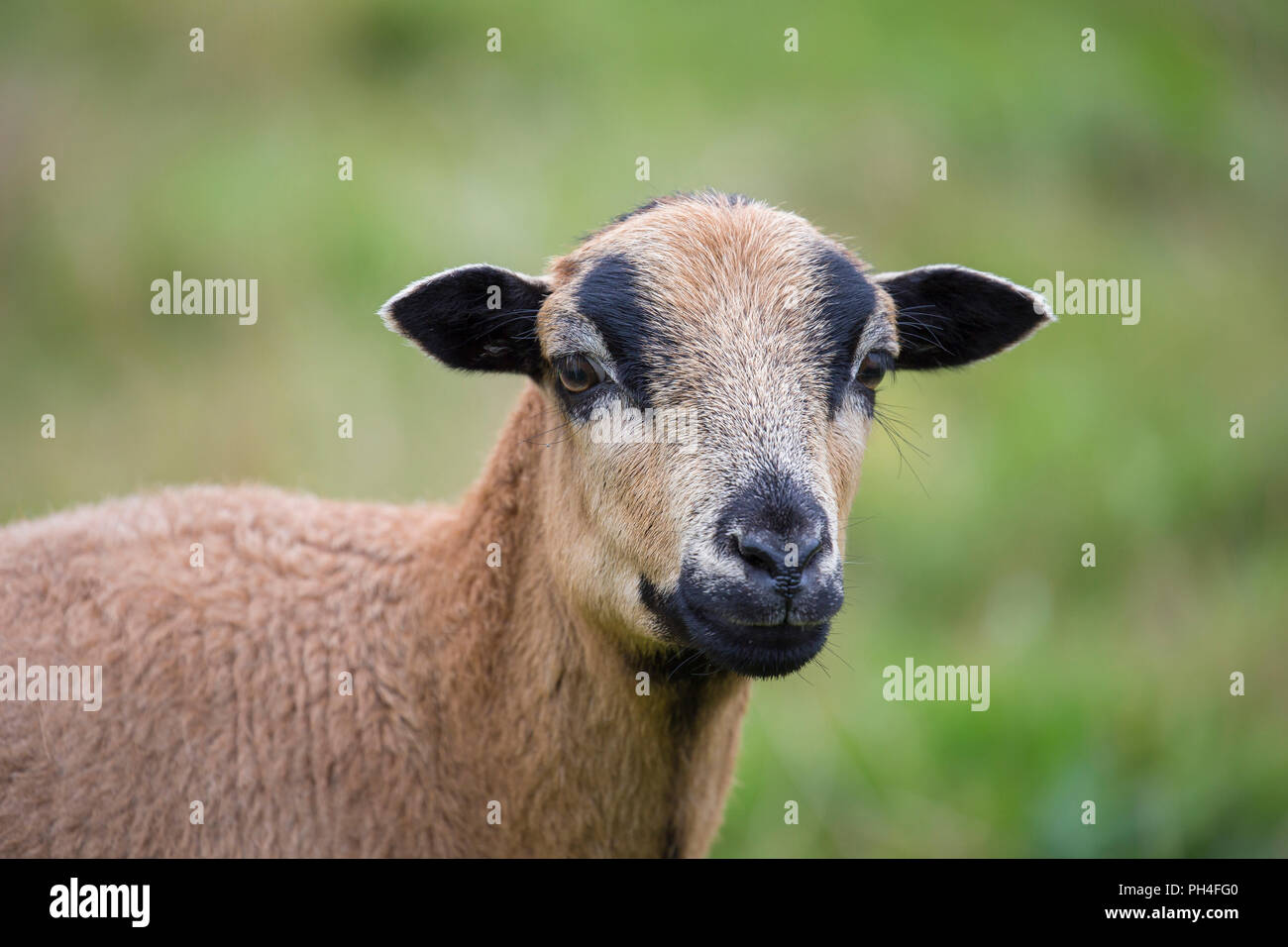 Camerun pecore. Ritratto di pecora su un pascolo. Germania Foto Stock