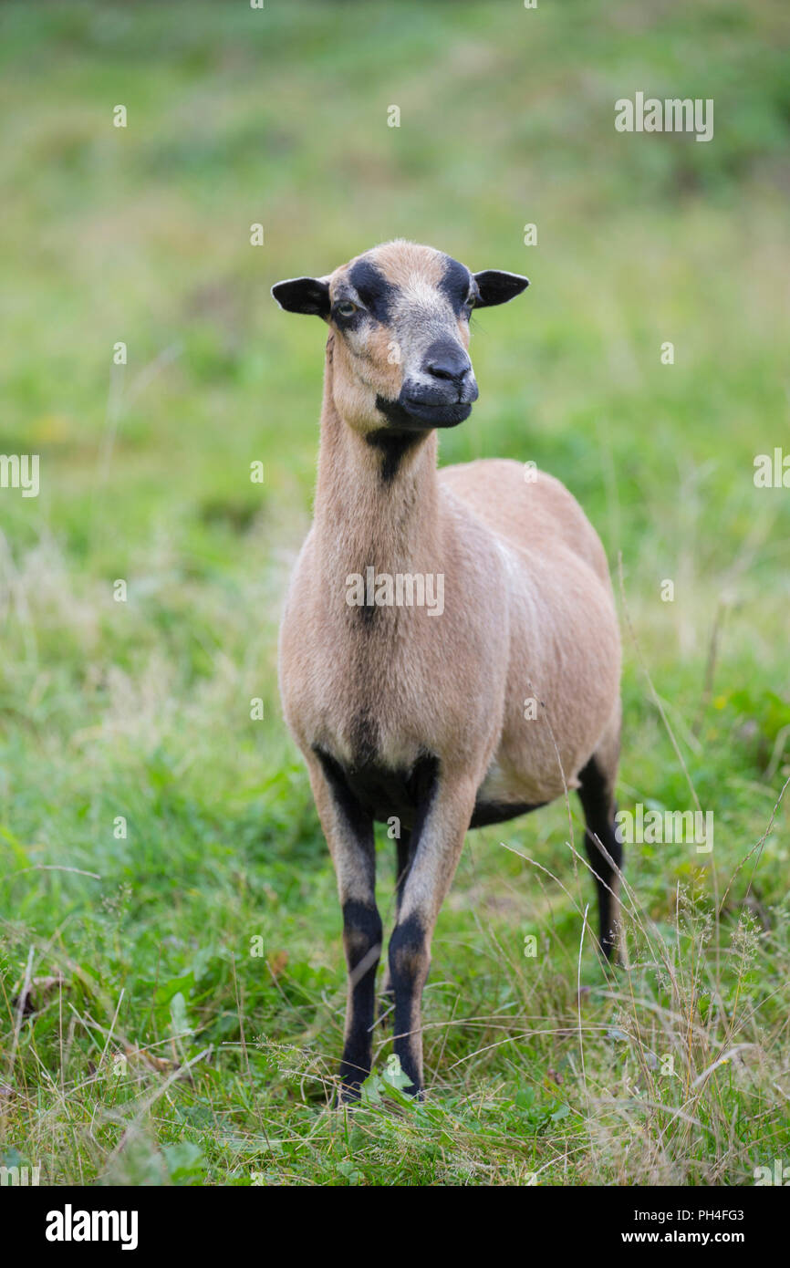 Camerun pecore. Pecora in piedi su un pascolo. Germania Foto Stock