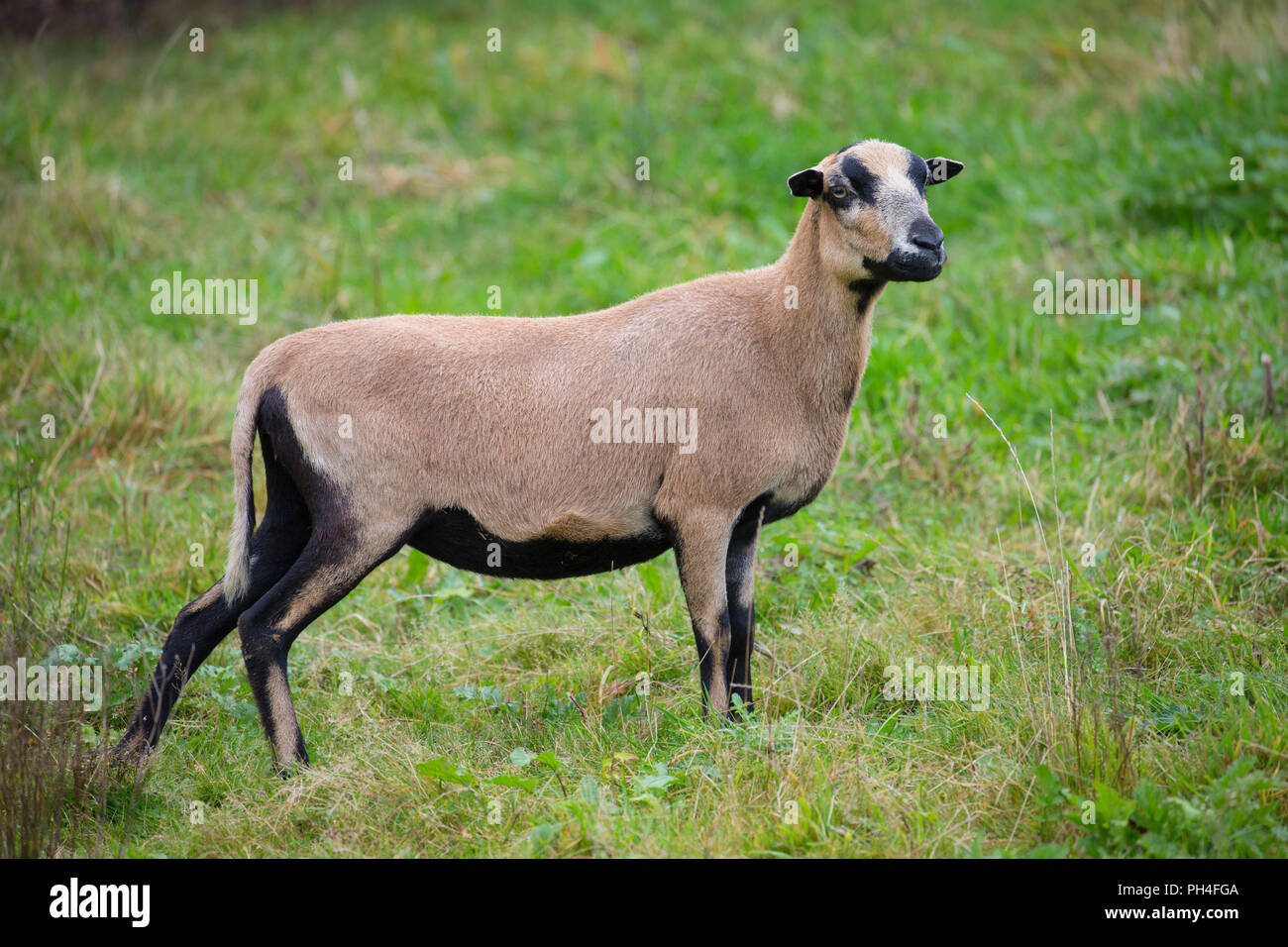 Camerun pecore. Pecora in piedi su un pascolo. Germania Foto Stock