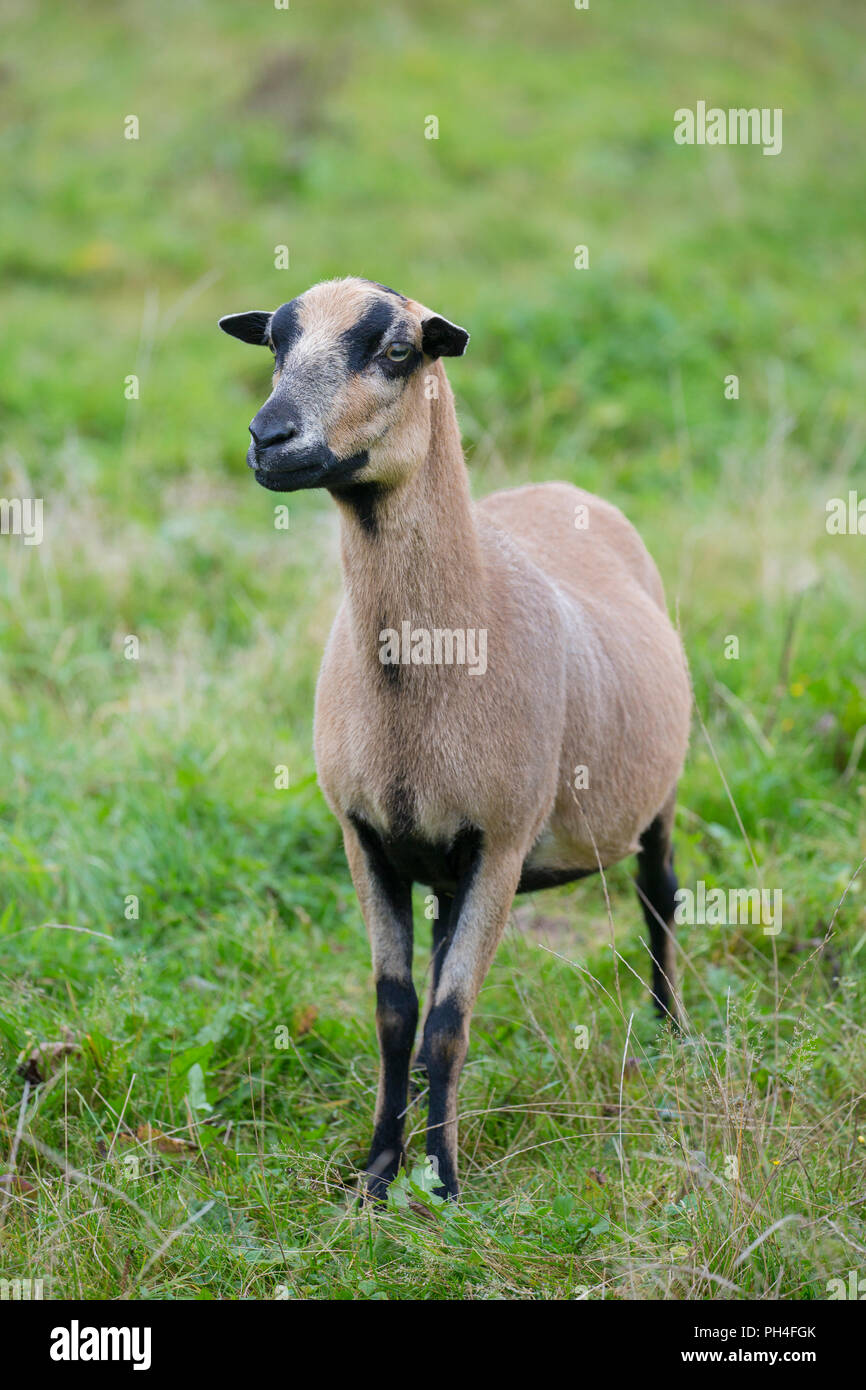 Camerun pecore. Pecora in piedi su un pascolo. Germania Foto Stock