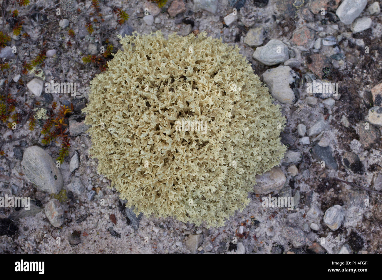 Islanda moss (Cetraria islandica). La Svezia.Islaendisches Moos, Cetraria islandica, Dalarna, Schweden Foto Stock