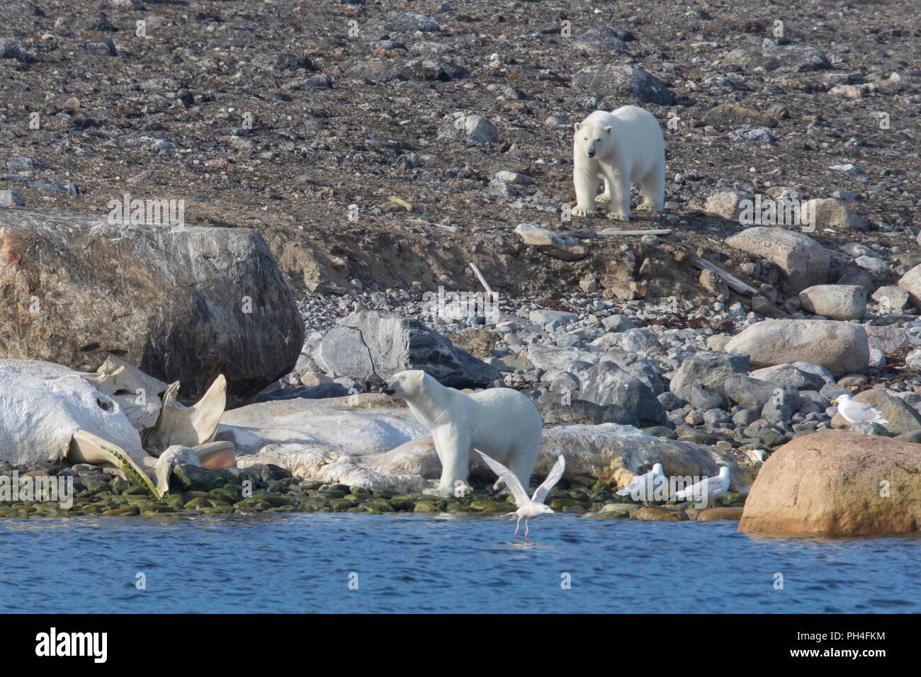 Orso polare (Ursus maritimus). Due persone in una carcassa di capodoglio. Svalbard, Norvegia Foto Stock