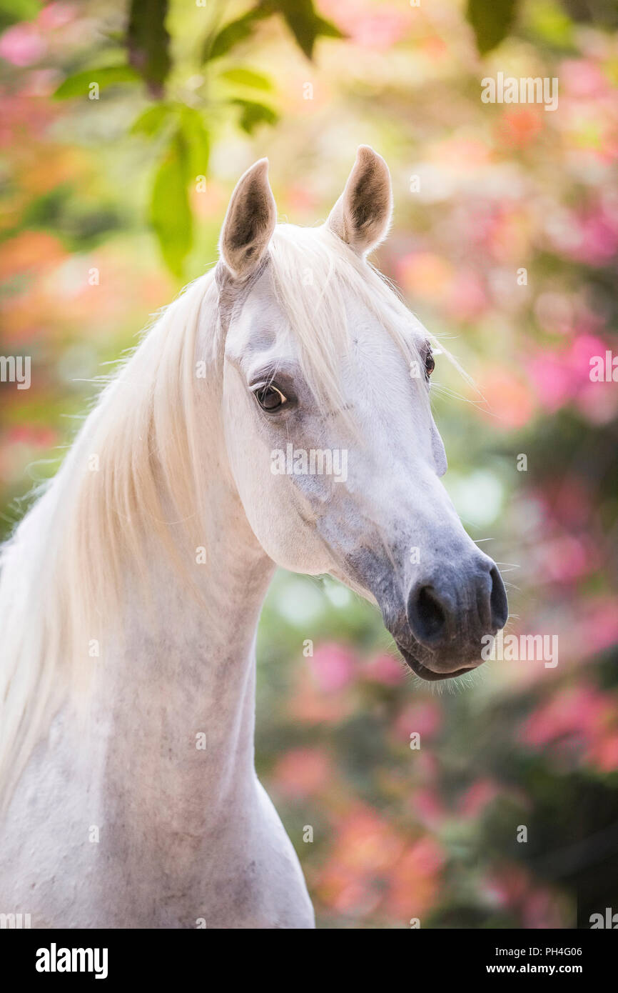 Arabian Horse. Ritratto di novellame di grigio mare. Seicelle Foto Stock