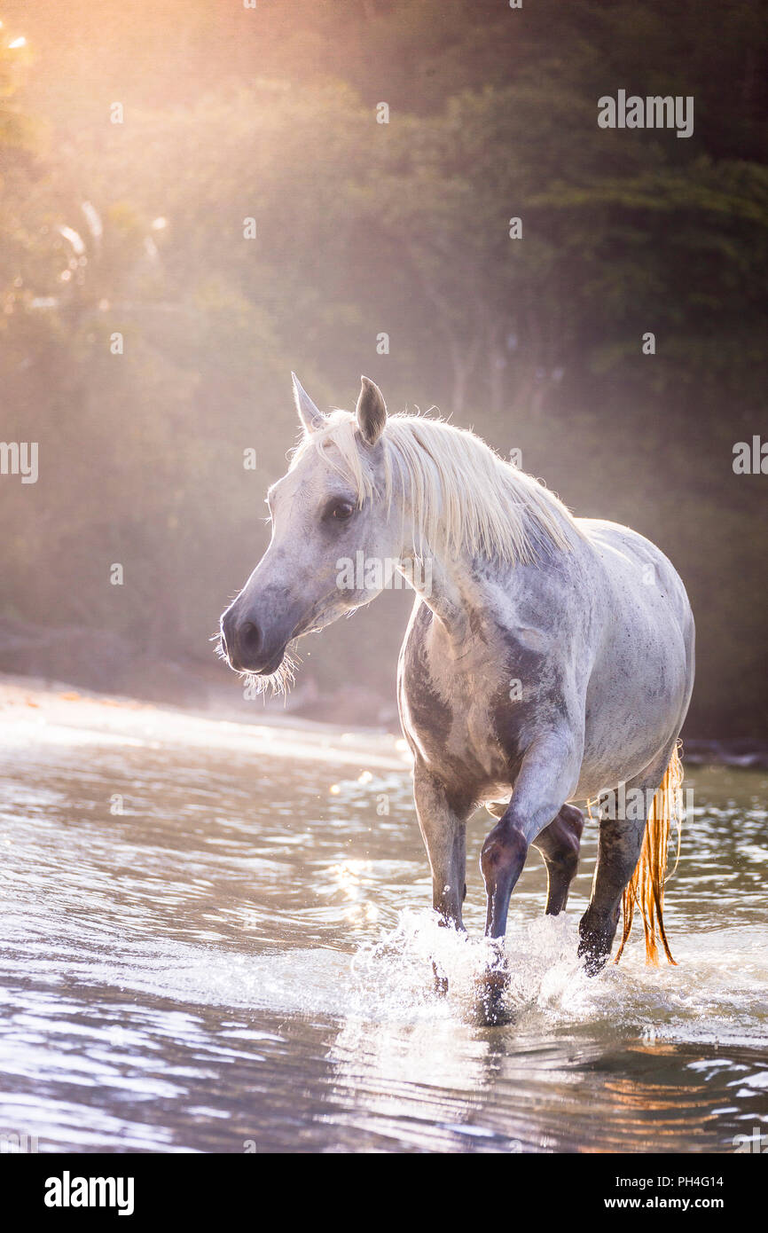 Arabian Horse. Grigio mare passeggiate a mare, accanto ad una spiaggia tropicale. Seicelle Foto Stock
