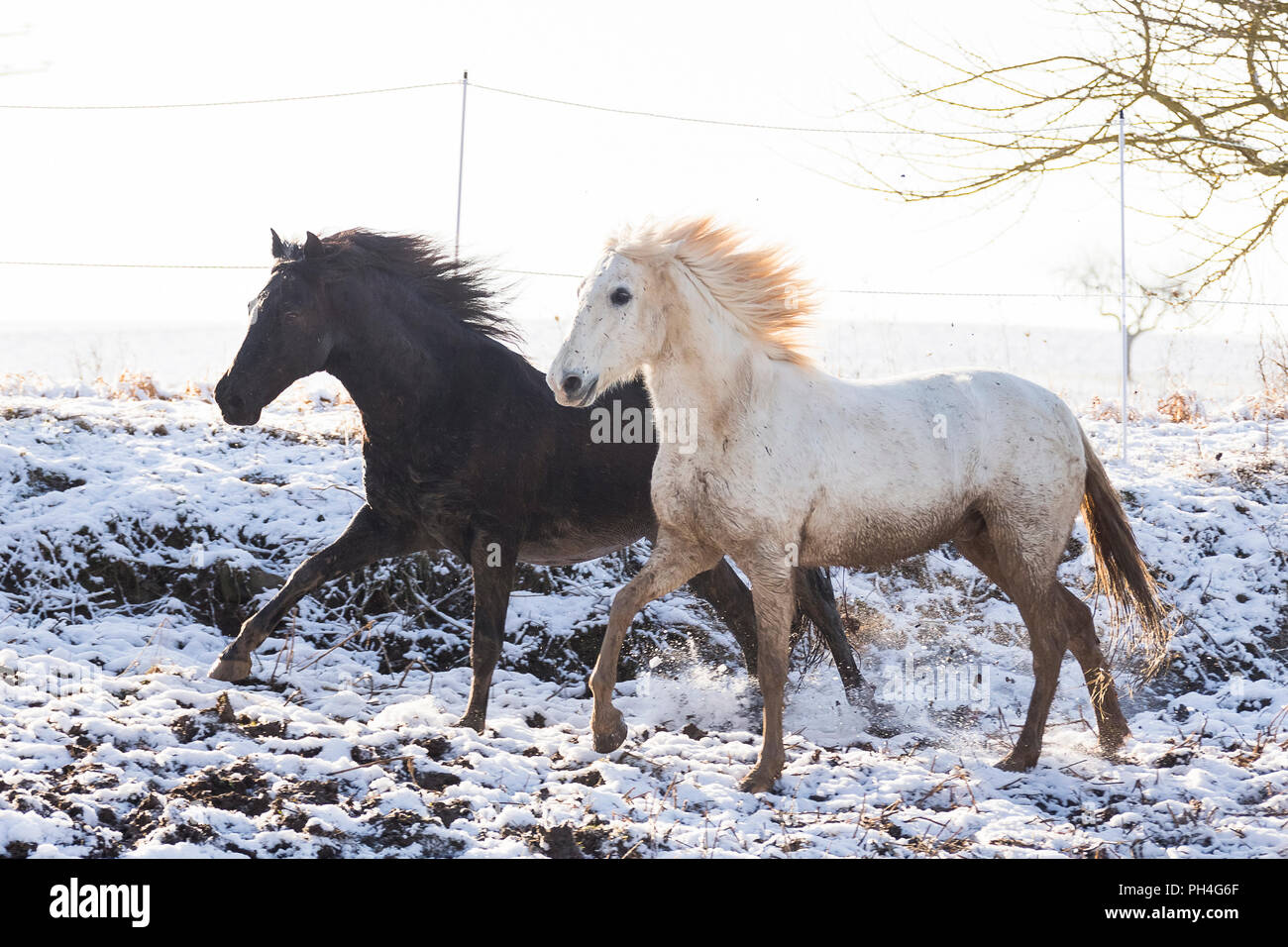 Puro Cavallo Spagnolo andaluso. Coppia di sporco adulti al galoppo su pascolo d'inverno. Germania Foto Stock