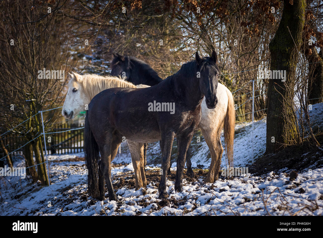 Pura spagnola, cavalli andalusi e Murgese. Tre cavalli in piedi su un pascolo in inverno. Germania Foto Stock