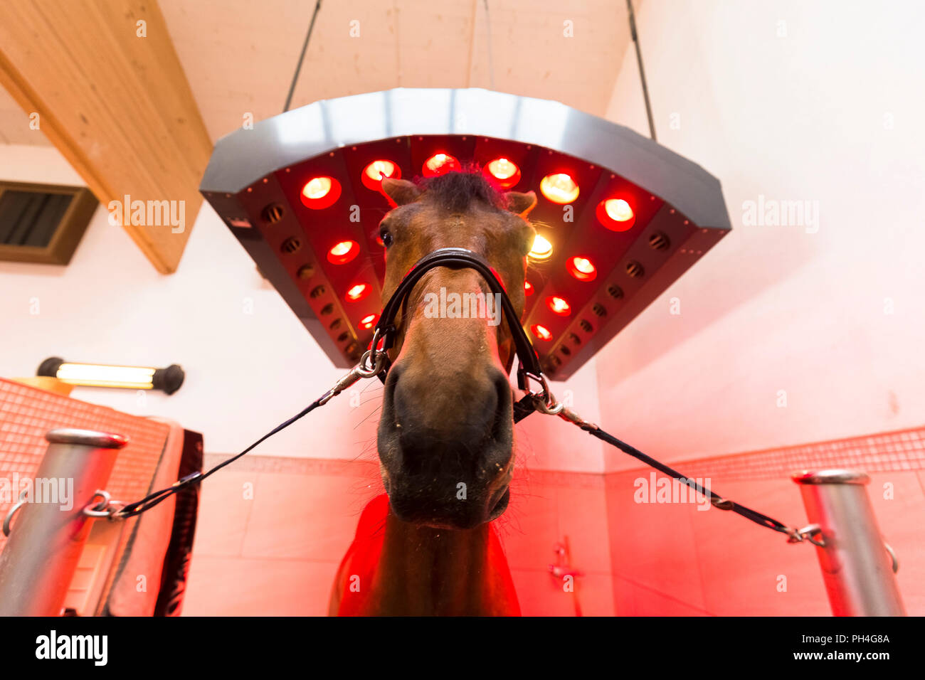 Warmblood cavallo. Bay adulto in piedi in un solarium. Germania Foto Stock